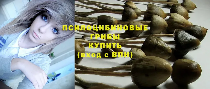 ссылка на мегу как зайти  Лысьва  Псилоцибиновые грибы Cubensis 